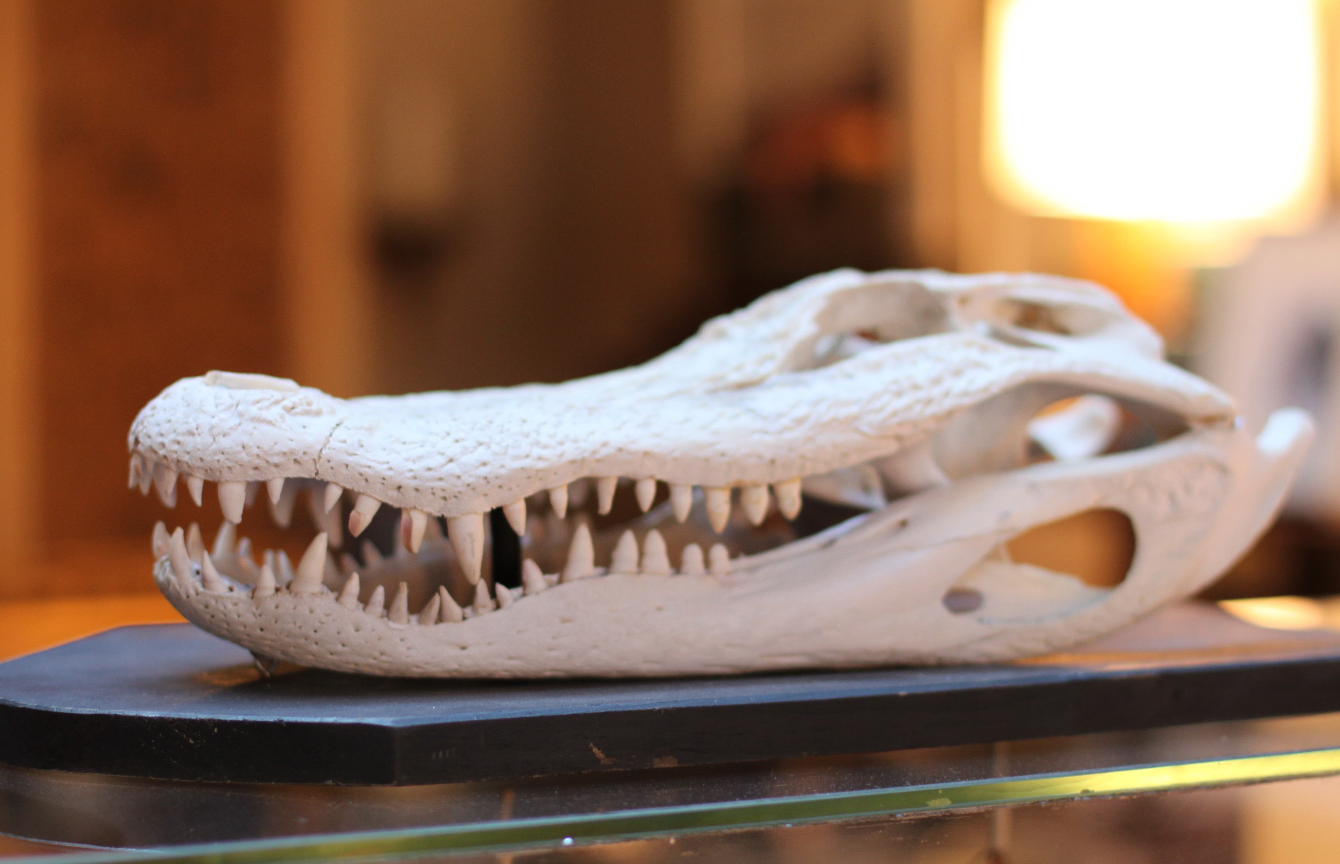 skull, mounted, gator